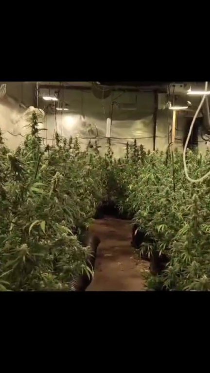 Algunas de las plantas de marihuana que cultivaban en la nave de Cuarte de Huerva. / Policía Nacional