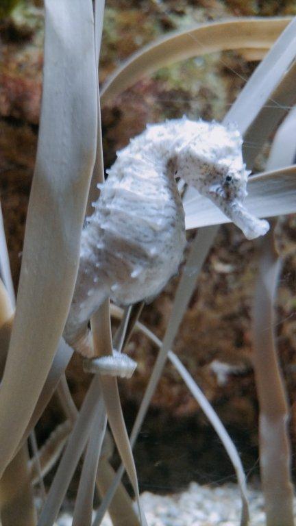 Uno de los ejemplares de caballito de mar que han llegado al Acuario de Zaragoza. / Acuario de Zaragoza