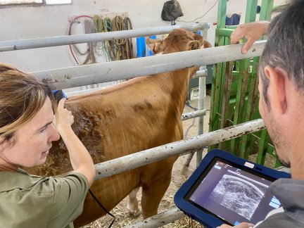 El proyecto tiene como objetivo mejorar la selección de vacas reproductoras destinadas a carne.