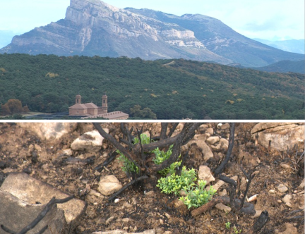 Comienzan a regenerarse los primeros brotes verdes tras el incendio de Las Peñas de Riglos.