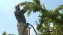 Un agricultor recoge fruta de un árbol