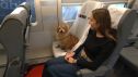Un perro ocupa un asiento de un tren de Renfe junto a su dueña.REMITIDA / HANDOUT por RENFEFotografía remitida a medios de comunicación exclusivamente para ilustrar la noticia a la que hace referencia la imagen, y citando la procedencia de la imagen en la firma17/7/2026