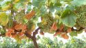 A 10 días de empezar a vendimiar, las uvas son de un tamaño más pequeño y sus hojas están muy secas