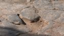 Detalle de las huellas de un pie del dinosaurio saurópodo descubierto.
