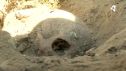Bajo tierra se han encontrado platos, huesos de aves, tejas, vasijas y hasta un cráneo. / Aragón TV