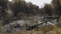 Masa forestal arrasada por el incendio forestal de Niebla (Huelva), que ha afectado a más de 4.000 hectáreas y continúa activo.