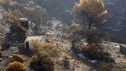 Vista de la tierra quemada de la localidad de Berrocal, Huelva, tras los incendios de Niebla, estabilizado ayer domingo y que ha calcinado aproximadamente un 80 % del paraje natural la Pata del Caballo.