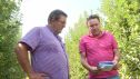 Esta semana los peritos visitan por segunda vez los campos para ver la calidad de la fruta.