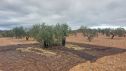 Olivos cultivados en tierras aragonesas. EUROPA PRESS10/12/2024