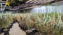 Localizado un cultivo de más de 1.150 plantas de cannabis en una nave industrial en el polígono Empresarium.