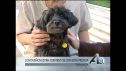 En septiembre de 2006 se acababa el plazo dado por el Gobierno de Aragón para que los propietarios identificaran a sus perros con microchip.