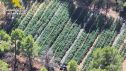La plantación detectada por la Guardia Civilo, desde el aire