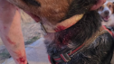 La Policía Local de Huesca abate a un perro que atacó a una mujer.