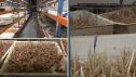 Una empresa de Teruel logra cultivar azafrán sin depender de la climatología