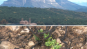 Comienzan a regenerarse los primeros brotes verdes tras el incendio de Las Peñas de Riglos.
