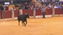 Madrugadores y trasnochadores se juntan de buena mañana en las vaquillas de la plaza de toros.