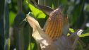 Ensayan con variedades de maíz más corto, que necesita menos agua, más resistente al viento y más productivo.