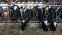 Hasta ahora, el virus shamonda afectaba principalmente a las vacas, aunque también se ha detectado en ovejas y cabras, causando fiebre alta y pérdida de la capacidad productiva.