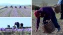 Recogida del azafrán este lunes en Monreal del Campo (Teruel)