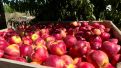 Comenzó con la recogida de la cereza a finales de abril, y finalizará en octubre con el melocotón de Calanda.