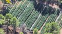 La plantación detectada por la Guardia Civilo, desde el aire