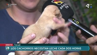 Ellos no lo harían