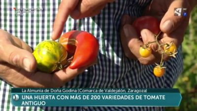 Conservando la biodiversidad: variedades antiguas de tomate cultivadas hoy