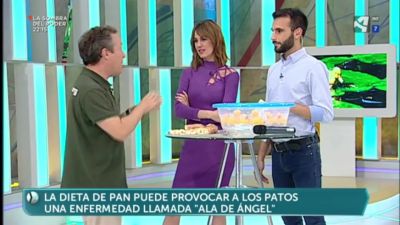 Por qué no hay que dar pan a los patos