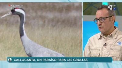 Llegan las grullas a Gallocanta
