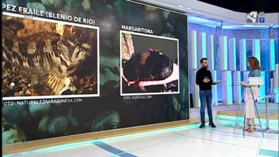 Especies que cooperan