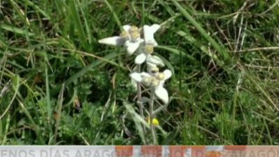 Los efectos del cambio climático en los Pirineos (III)