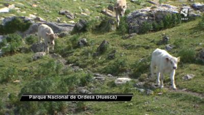 Los efectos del cambio climático en los Pirineos (y IV)