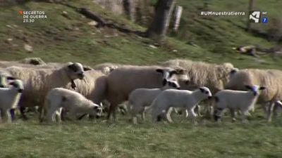 El futuro de nuestra Tierra (V): Ventajas de la ganadería extensiva