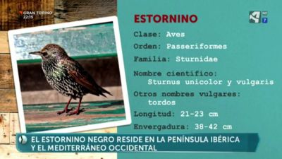 Estornino negro y pinto (I)