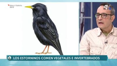 Estornino negro y pinto (II)