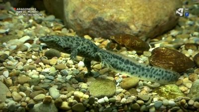 Anfibios: la extinción silenciosa