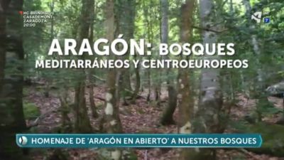 Pequeño homenaje a los bosques de España