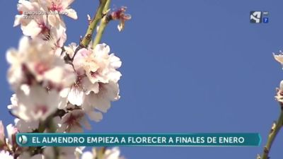 Almendros en flor