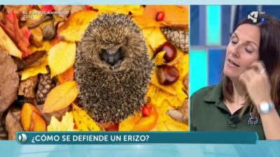 Erizo Común