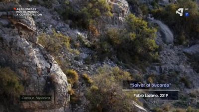 Bucardo: una muerte anunciada