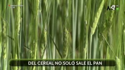 Del cereal no solo sale el pan