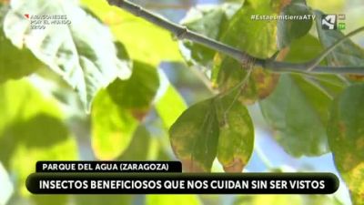 Insectos beneficiosos