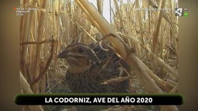 2020, año de la codorniz