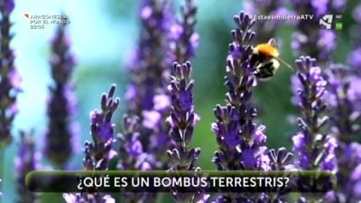 Bombus Terrestris