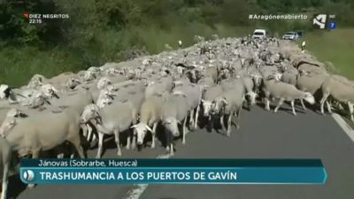 Trashumancia a los Puertos de Gavín
