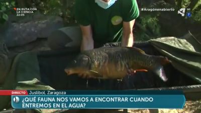La fauna del río