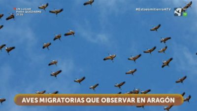 Aves migratorias