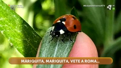 Mariquita, Mariquita...