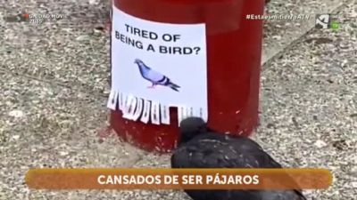 Tired of being a bird?