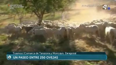 Pastores en Trasmoz